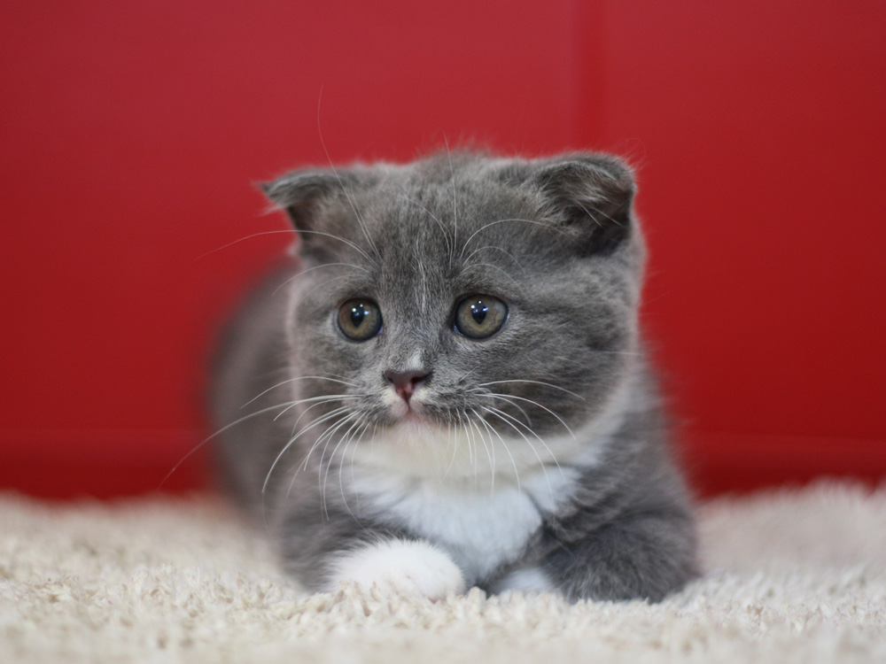 スコティッシュフォールドの子猫画像