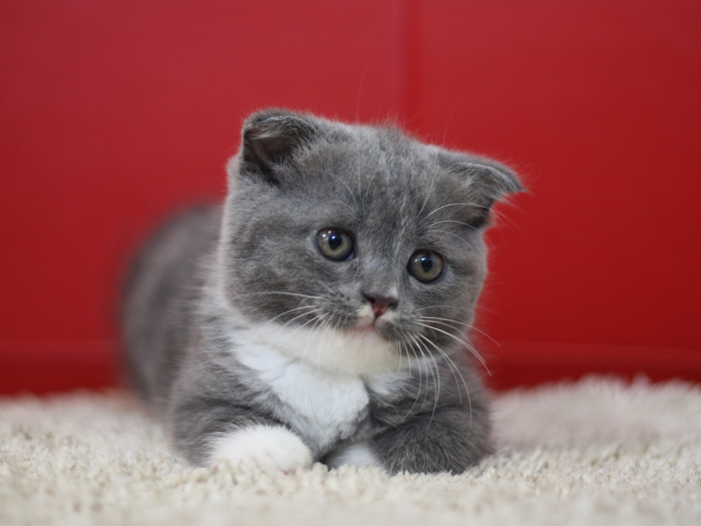 スコティッシュフォールドの子猫画像