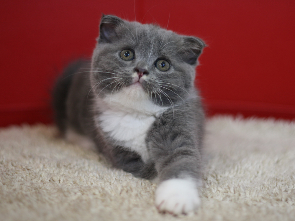 スコティッシュフォールドの子猫画像