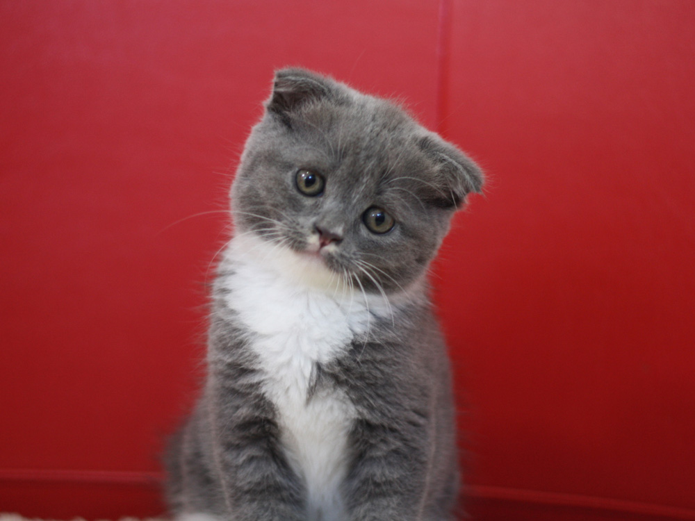 スコティッシュフォールドの子猫画像