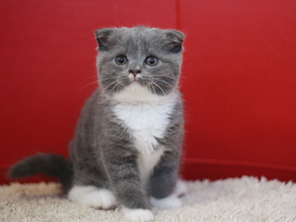 スコティッシュフォールドの子猫画像