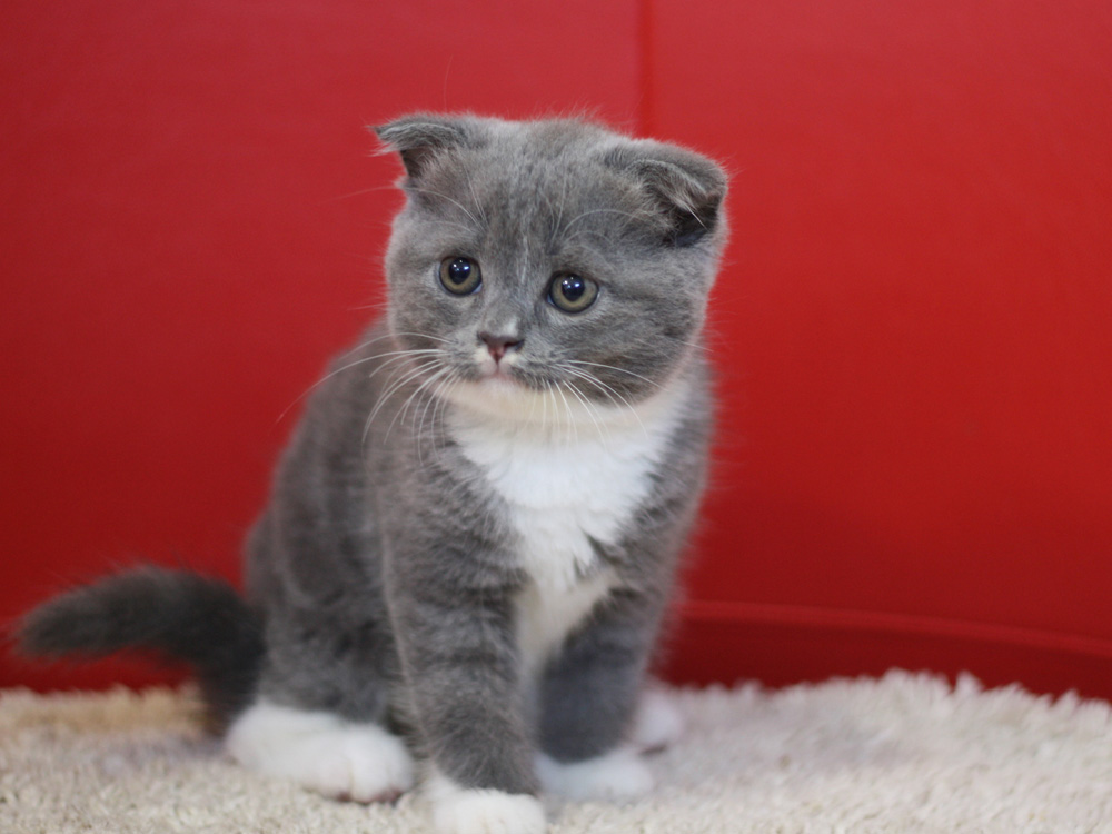 スコティッシュフォールドの子猫画像