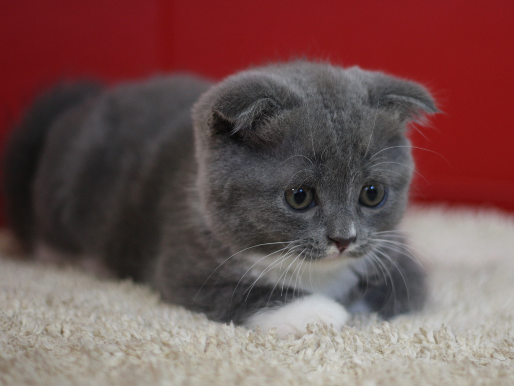 スコティッシュフォールドの子猫画像
