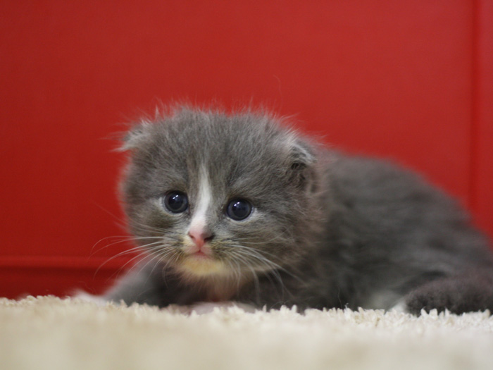 スコティッシュフォールドの子猫画像