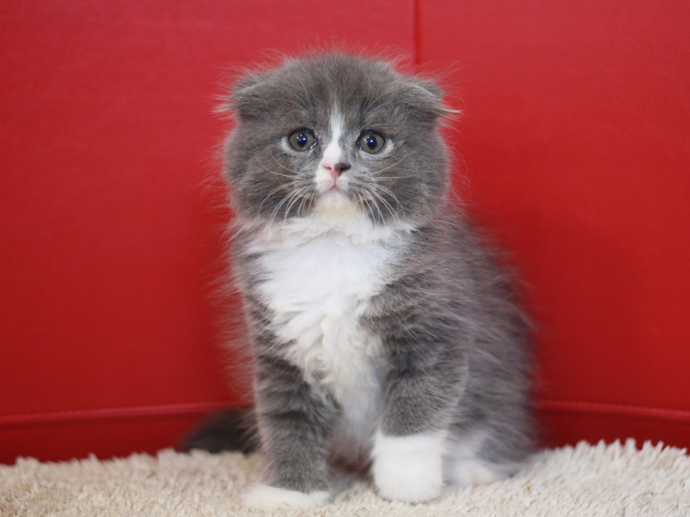 スコティッシュフォールドの子猫画像