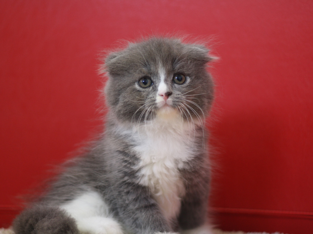 スコティッシュフォールドの子猫画像