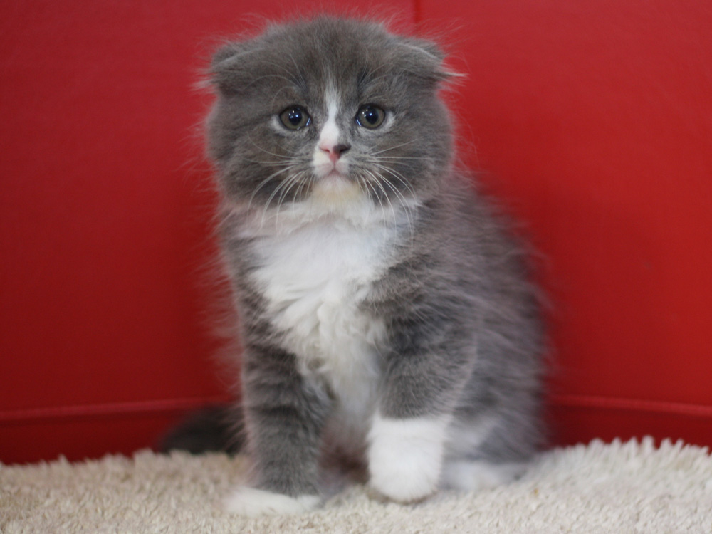 スコティッシュフォールドの子猫画像