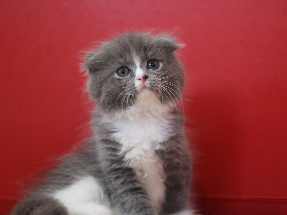 スコティッシュフォールドの子猫画像
