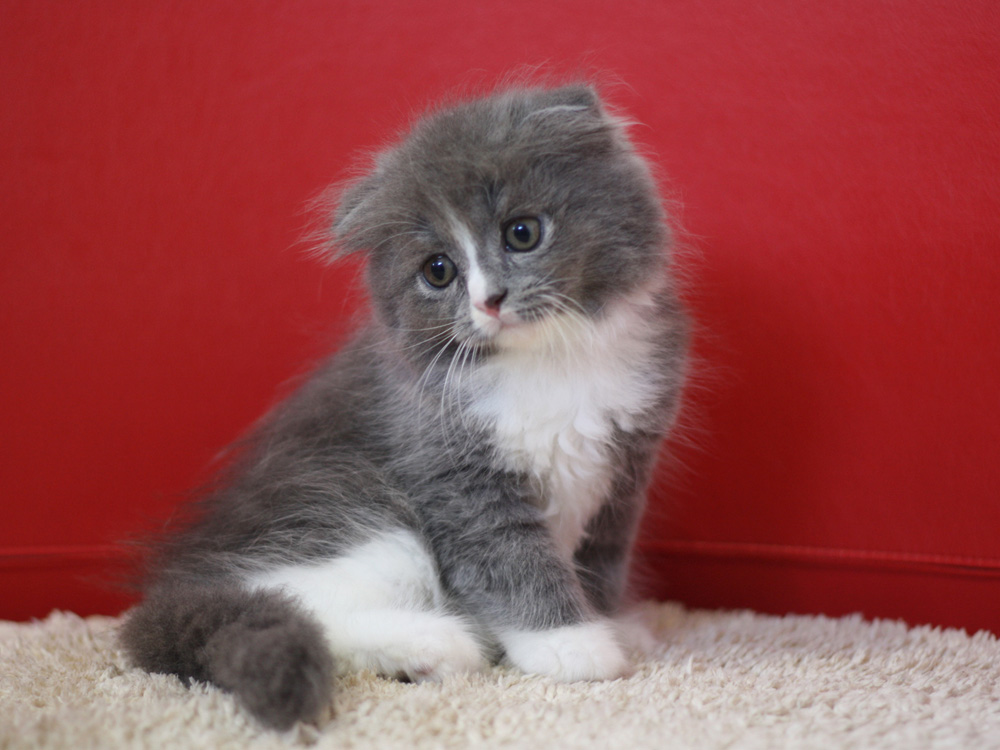 スコティッシュフォールドの子猫画像