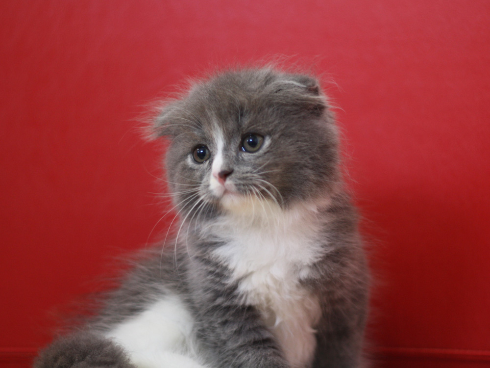 スコティッシュフォールドの子猫画像