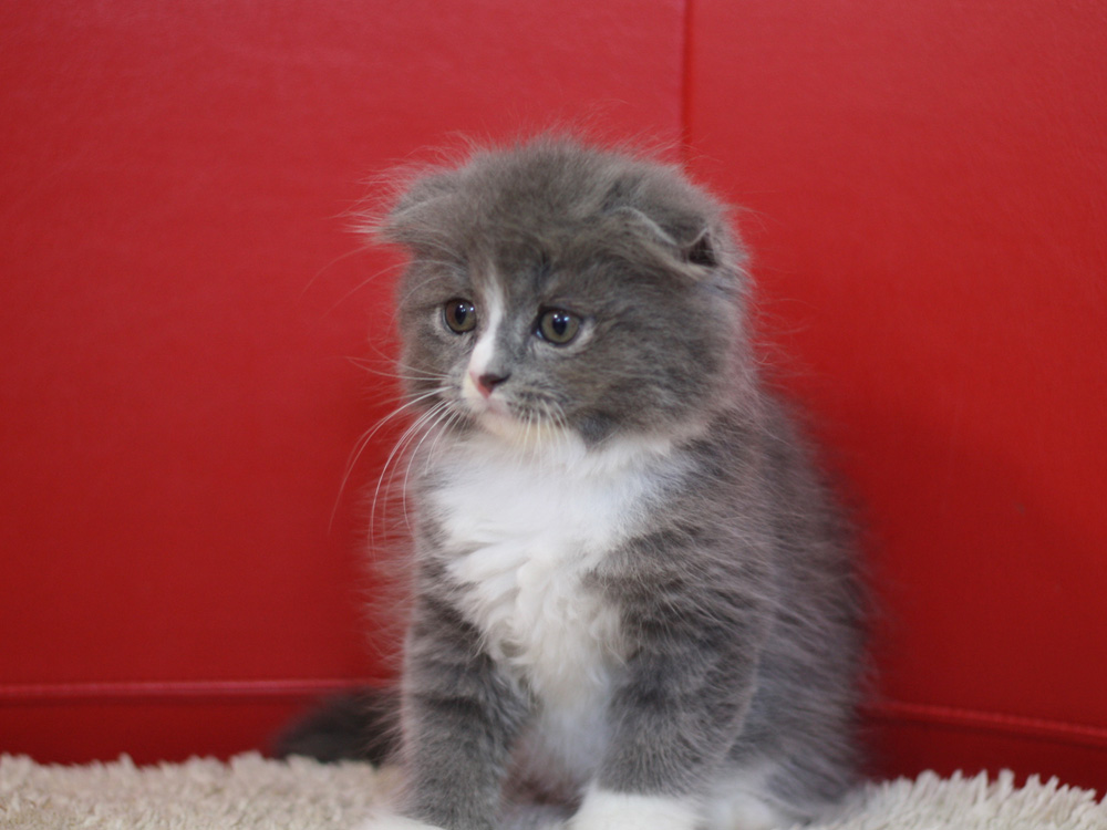 スコティッシュフォールドの子猫画像