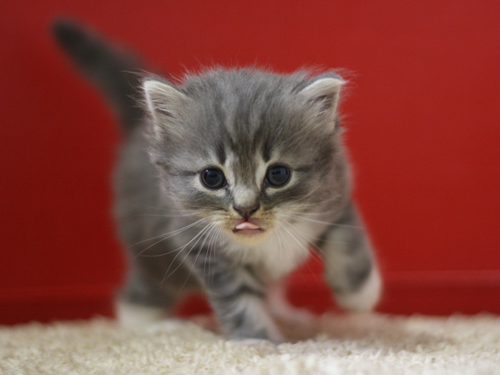スコティッシュフォールドの子猫画像