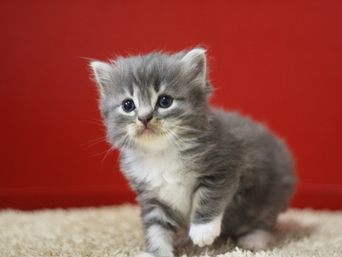 スコティッシュフォールドの子猫画像