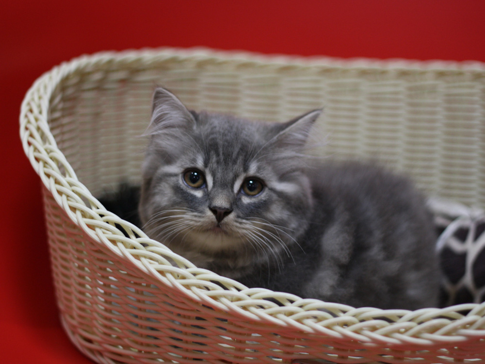 スコティッシュフォールドの子猫画像