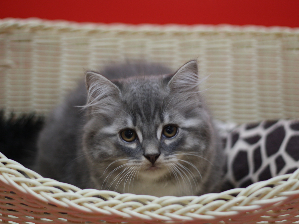スコティッシュフォールドの子猫画像