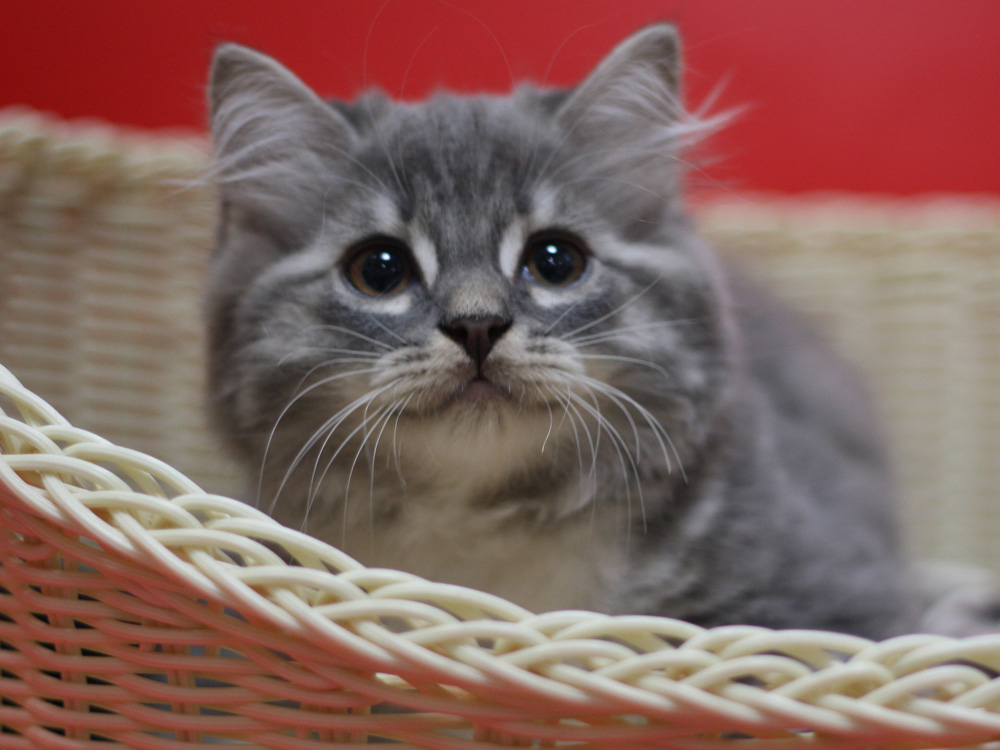 スコティッシュフォールドの子猫画像