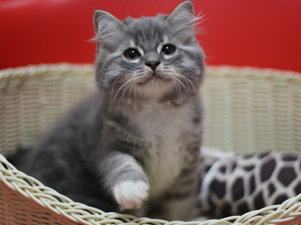 スコティッシュフォールドの子猫画像
