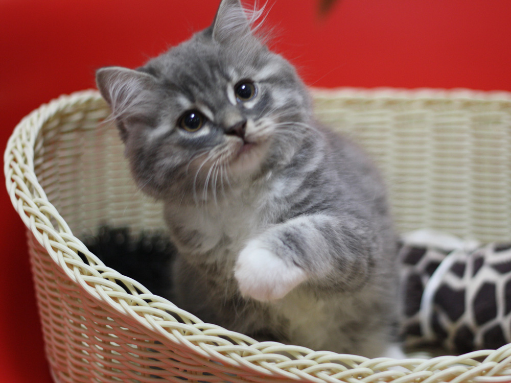 スコティッシュフォールドの子猫画像