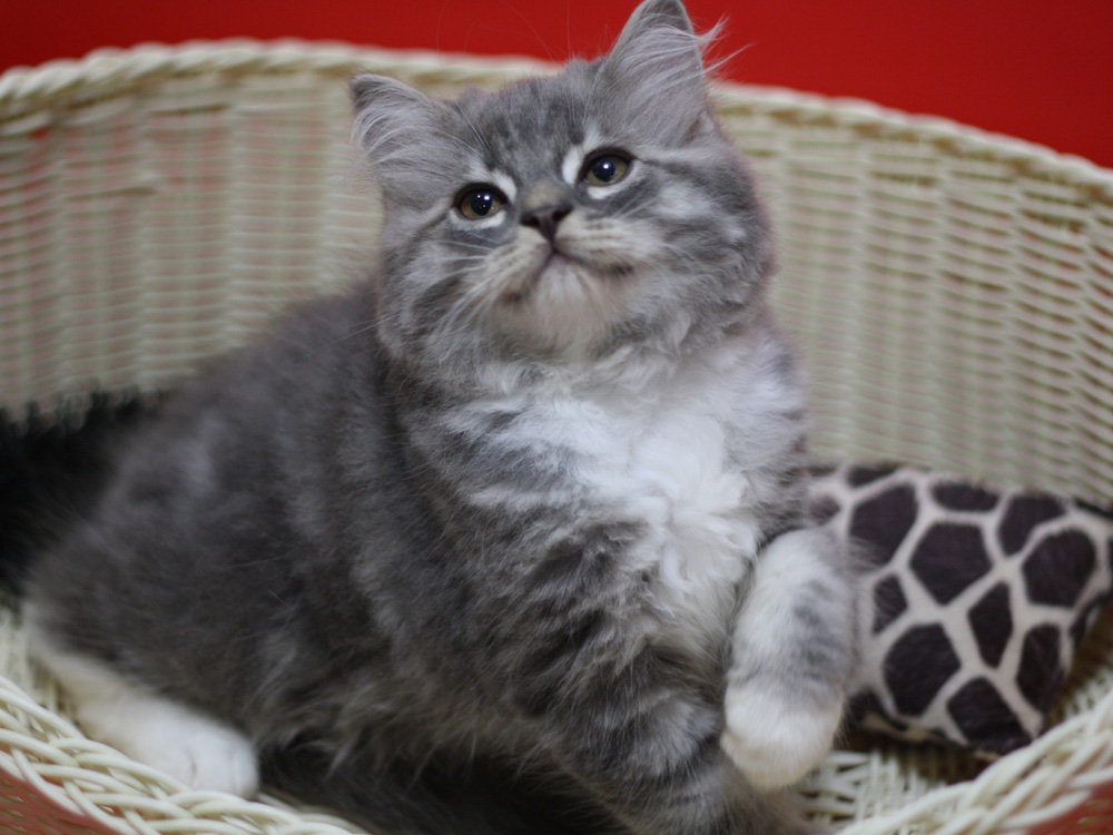 スコティッシュフォールドの子猫画像