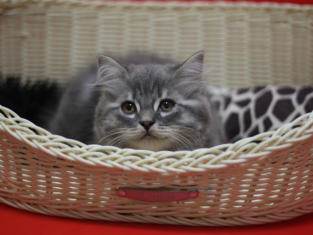 スコティッシュフォールドの子猫画像