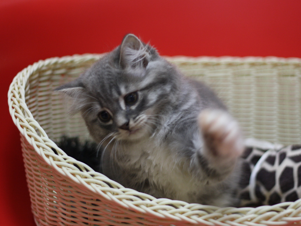 スコティッシュフォールドの子猫画像