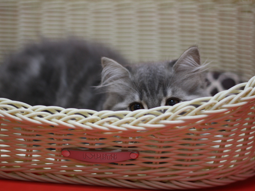 スコティッシュフォールドの子猫画像