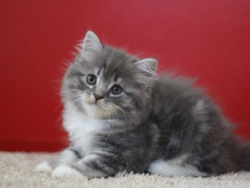 スコティッシュフォールドの子猫画像