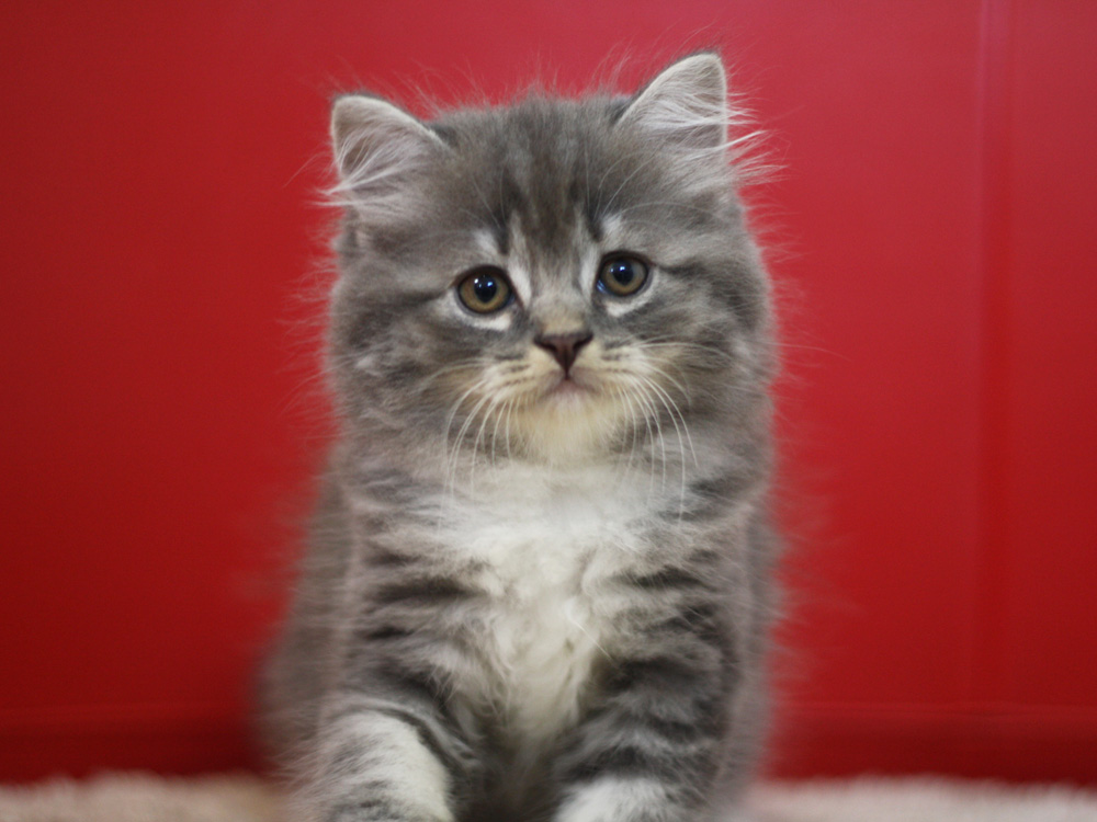 スコティッシュフォールドの子猫画像