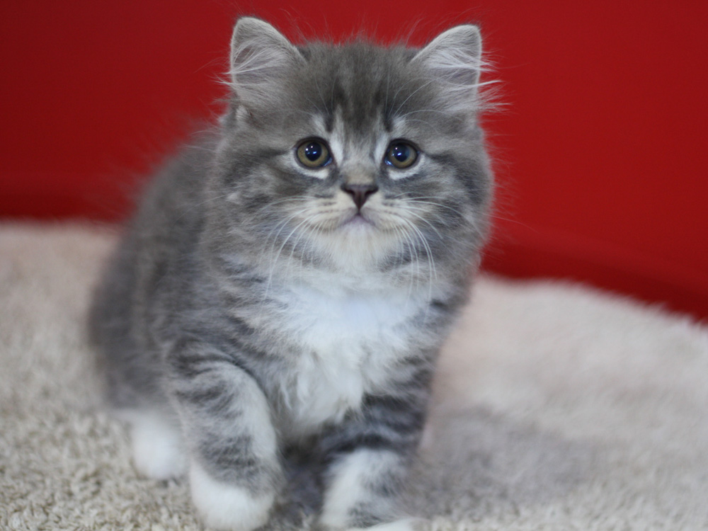 スコティッシュフォールドの子猫画像