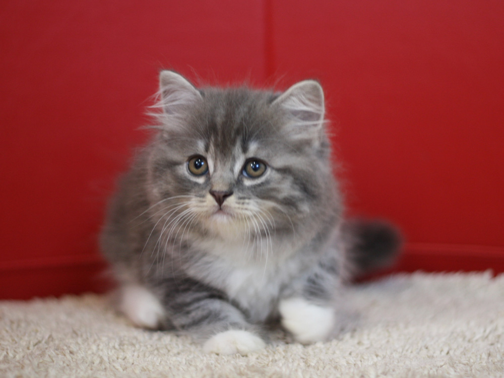 スコティッシュフォールドの子猫画像