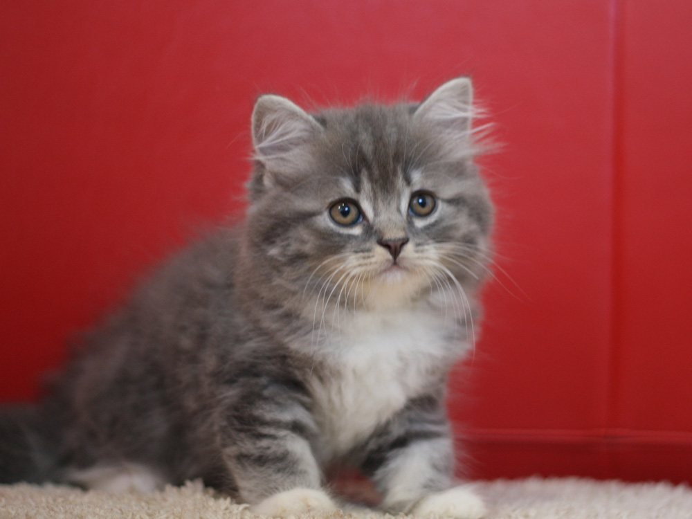 スコティッシュフォールドの子猫画像
