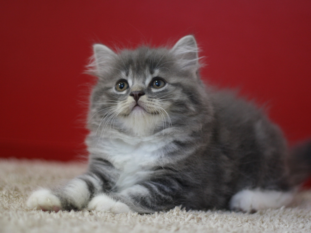 スコティッシュフォールドの子猫画像
