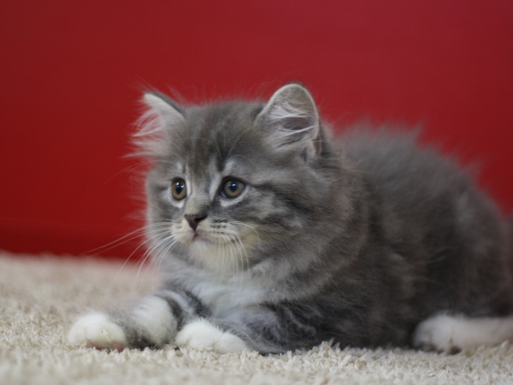 スコティッシュフォールドの子猫画像