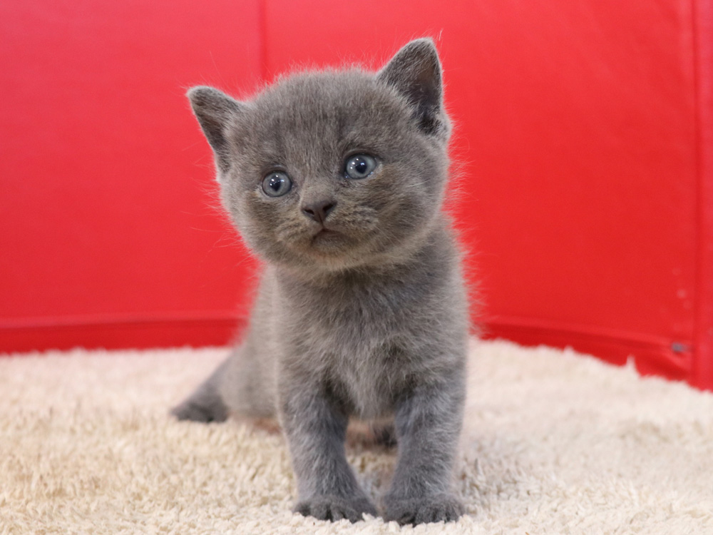 スコティッシュフォールドの子猫画像