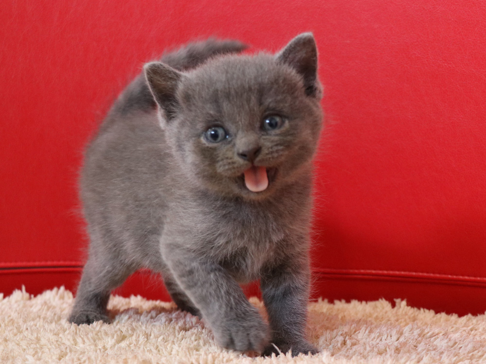 スコティッシュフォールドの子猫画像
