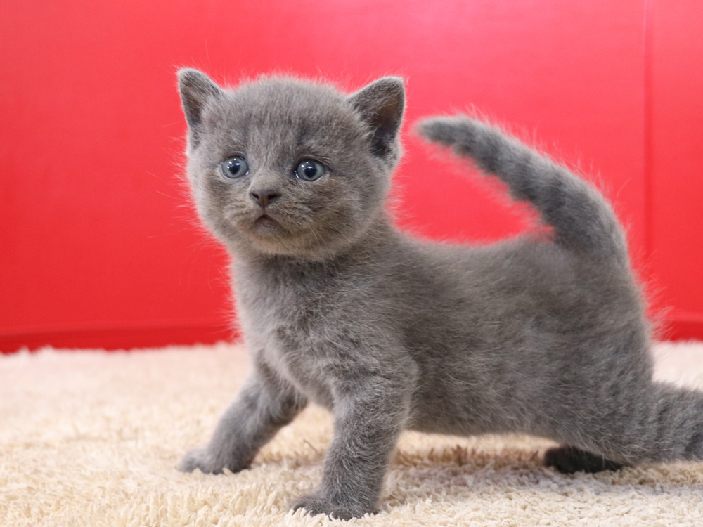 スコティッシュフォールドの子猫画像