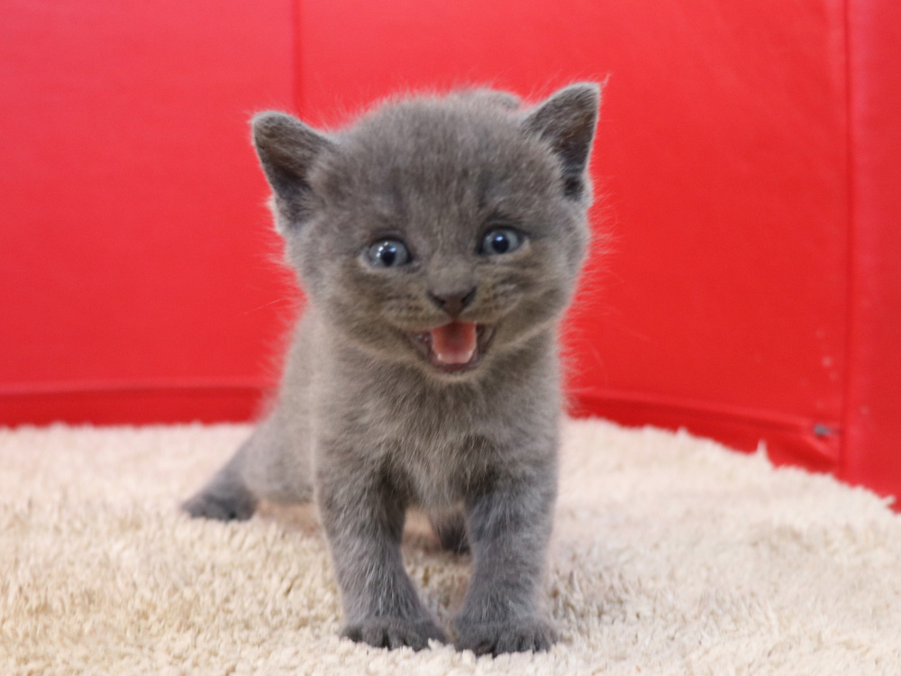 スコティッシュフォールドの子猫画像