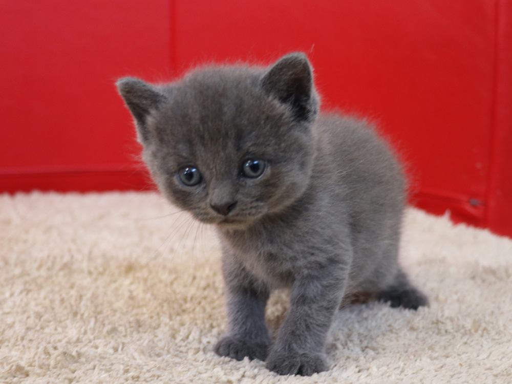 スコティッシュフォールドの子猫画像