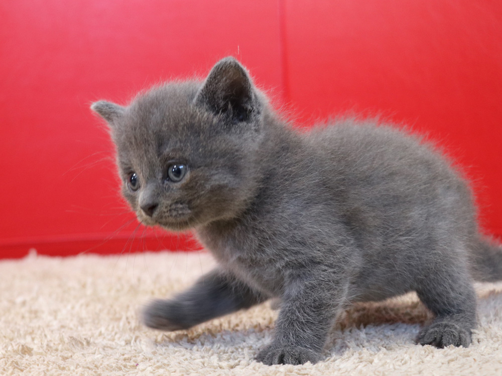 スコティッシュフォールドの子猫画像