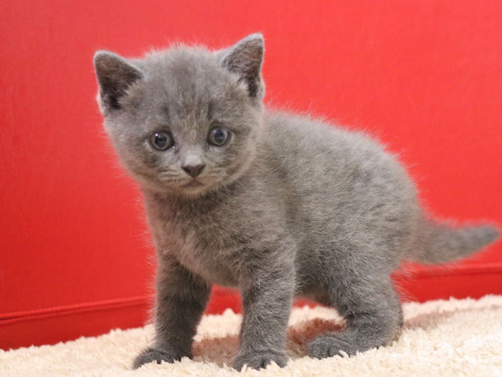 スコティッシュフォールドの子猫画像
