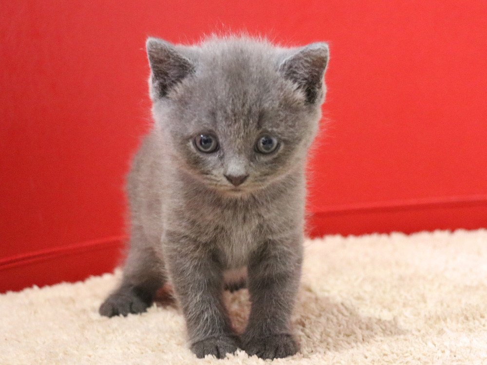 スコティッシュフォールドの子猫画像