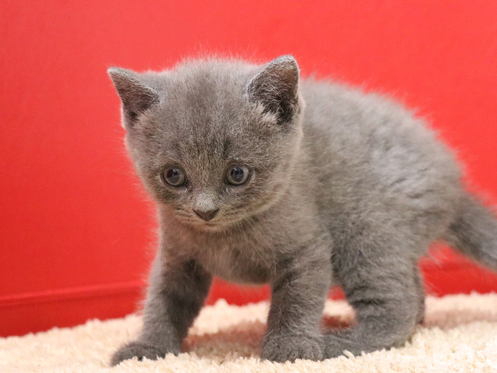 スコティッシュフォールドの子猫画像