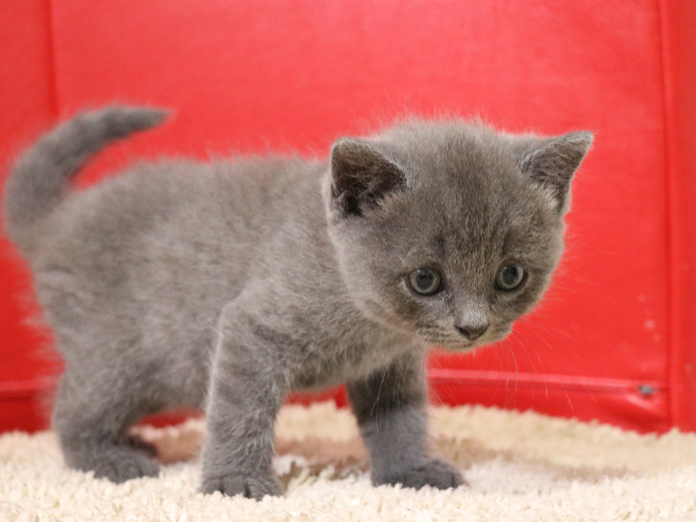 スコティッシュフォールドの子猫画像
