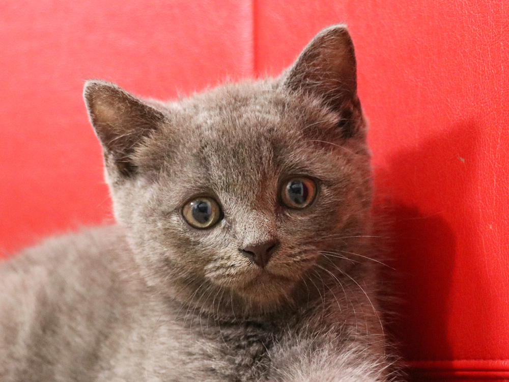 スコティッシュフォールドの子猫画像