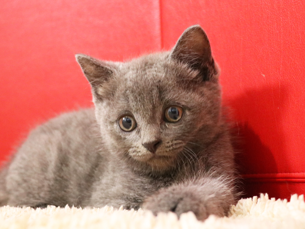 スコティッシュフォールドの子猫画像