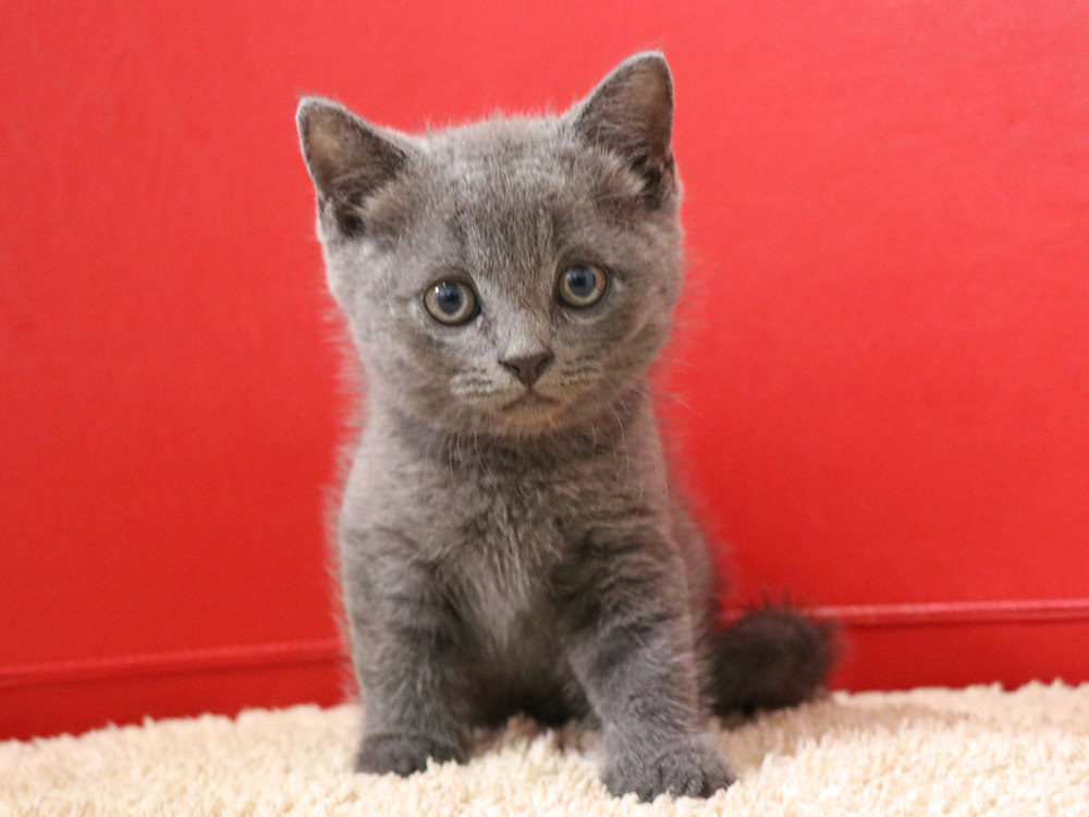 スコティッシュフォールドの子猫画像