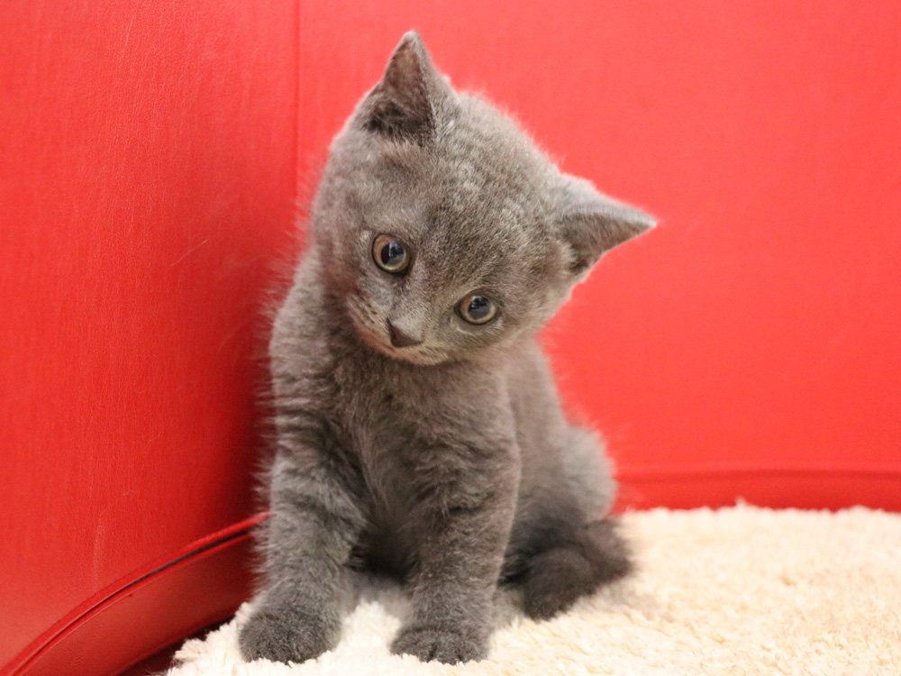 スコティッシュフォールドの子猫画像