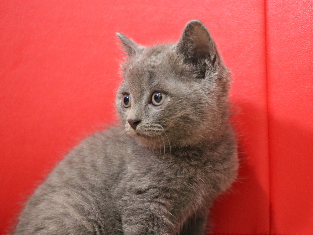 スコティッシュフォールドの子猫画像