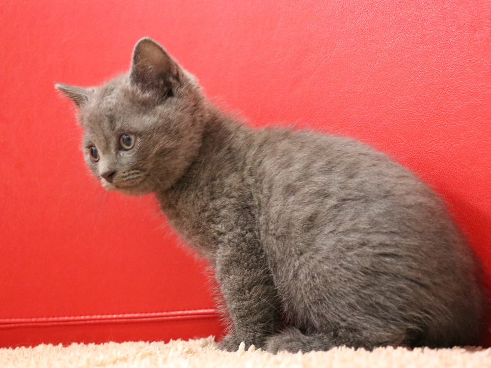 スコティッシュフォールドの子猫画像