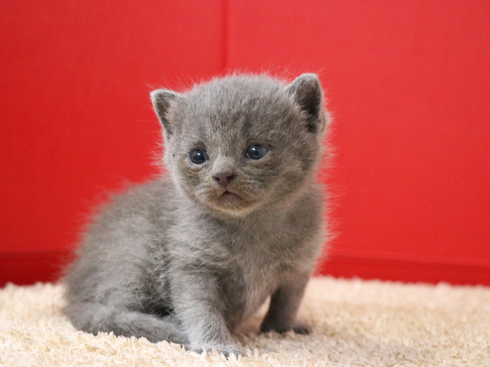 スコティッシュフォールドの子猫画像